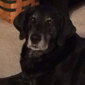 Meet your Posher, Paula